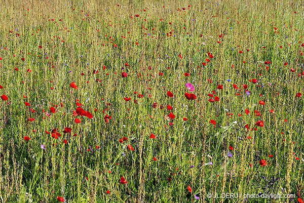 paysage
coquelicots